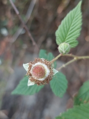Rubus croceacanthus