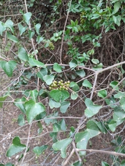 Smilax aspera