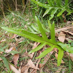 Microsorum pustulatum