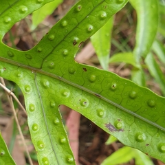 Microsorum pustulatum