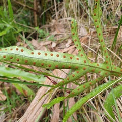Microsorum pustulatum