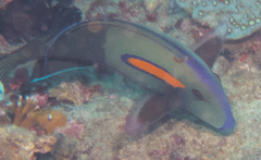 Acanthurus olivaceus