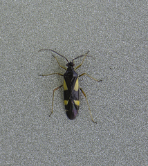 Dryophilocoris flavoquadrimaculatus