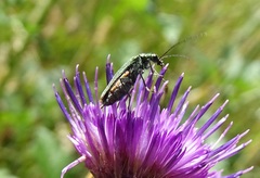 Oedemera virescens