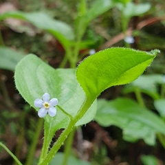 Hackelia latifolia