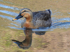 Anas platyrhynchos × zonorhyncha