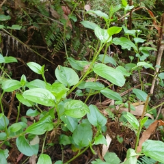 Hackelia latifolia