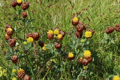 Trifolium badium