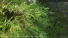 Pogonatherum paniceum