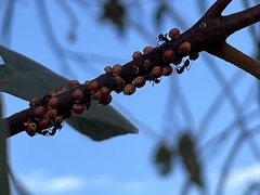 Eriococcus coriaceus