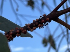 Eriococcus coriaceus