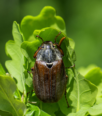 Melolontha melolontha