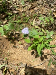 Ageratum houstonianum