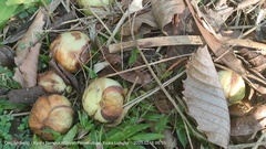 Dillenia philippinensis