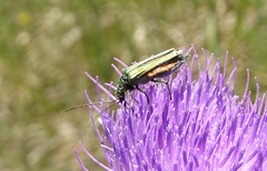 Oedemera virescens