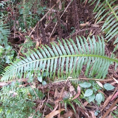 Blechnum nudum