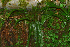 Polystichum hecatopterum