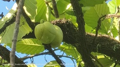 Dillenia philippinensis