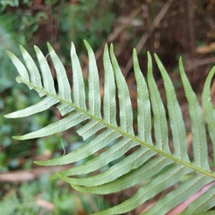 Blechnum nudum