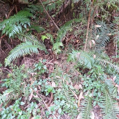 Blechnum nudum