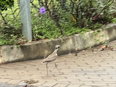 Rhinoptilus chalcopterus