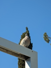 Streptopelia decaocto