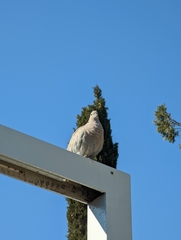 Streptopelia decaocto