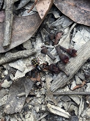 Habronestes hunti