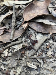 Habronestes hunti