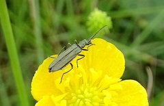 Oedemera lurida