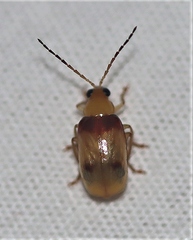 Monolepta australis