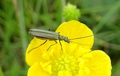 Oedemera lurida
