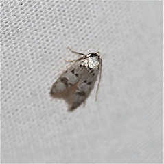 Scatochresis innumera
