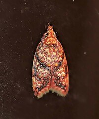 Lophopepla igniferella