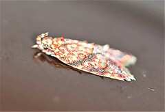 Lophopepla igniferella