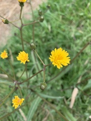 Crepis vesicaria