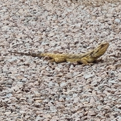 Pogona barbata