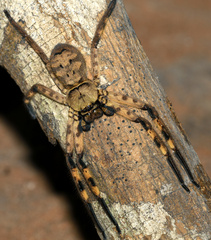 Barylestis