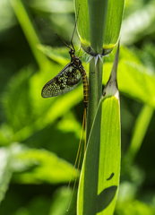 Ephemera vulgata