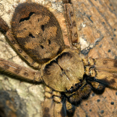 Barylestis