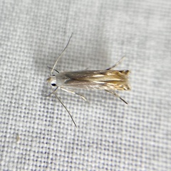 Thiotricha atractodes