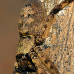 Barylestis