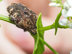 Protaetia fusca