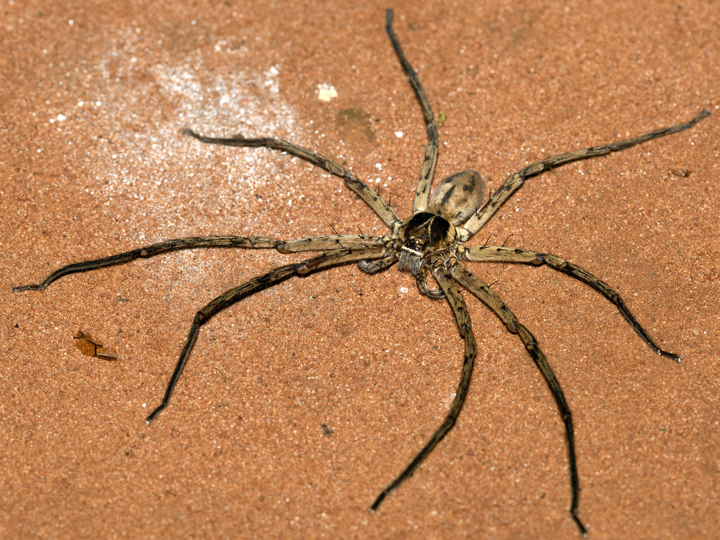 Pantropical Huntsman Spider From Mayele On May 26 2019 At 08 54 PM By