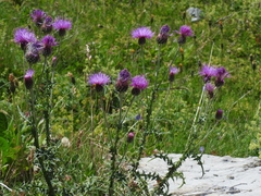 Carduus defloratus
