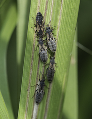 Ischnodemus sabuleti