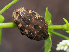 Protaetia fusca