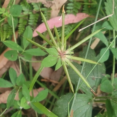 Lotus uliginosus