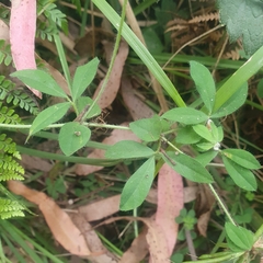Lotus uliginosus