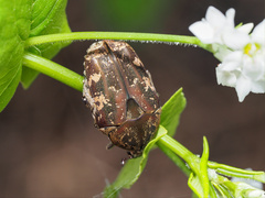 Protaetia fusca